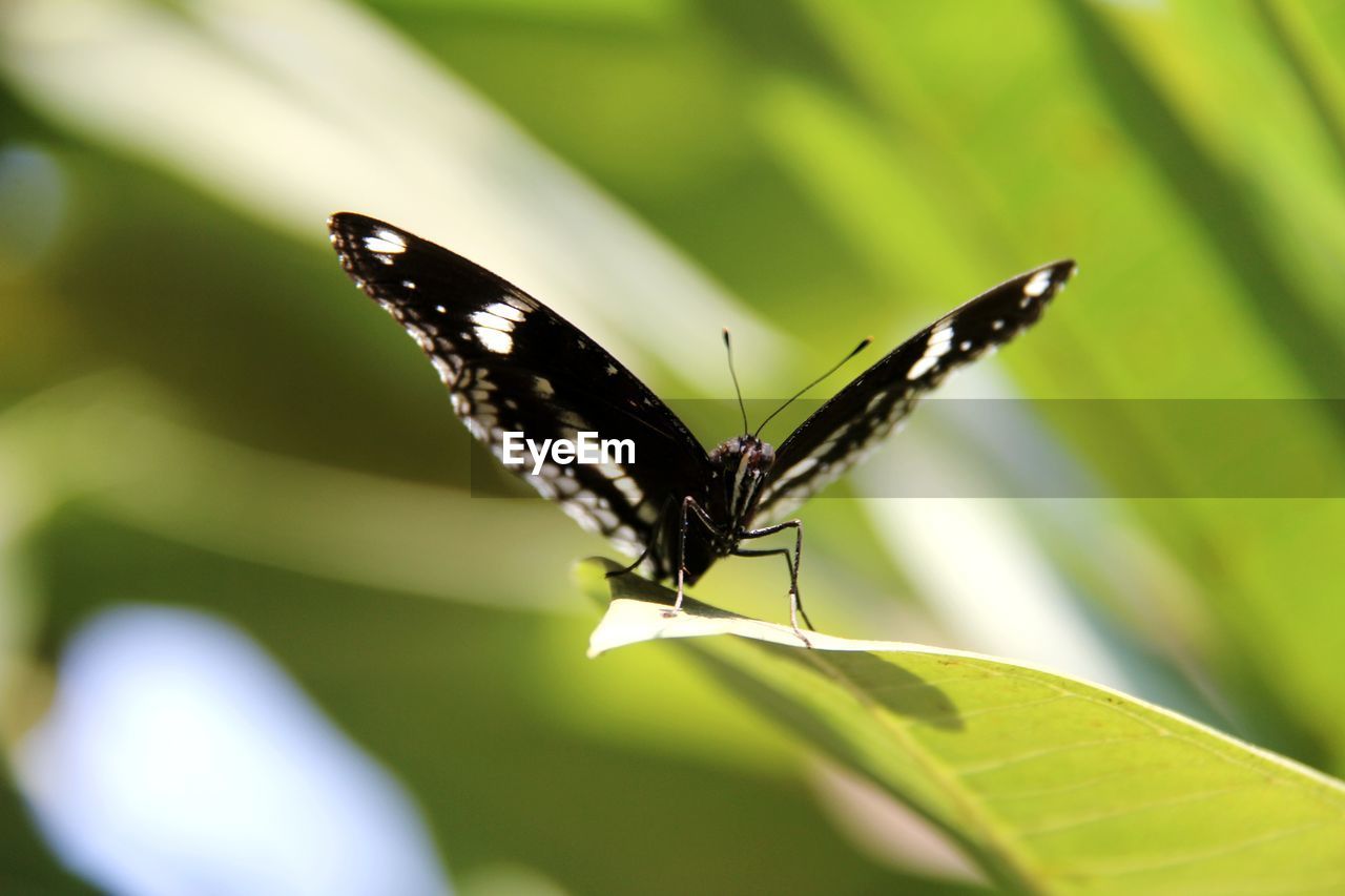 BUTTERFLY ON FLOWER