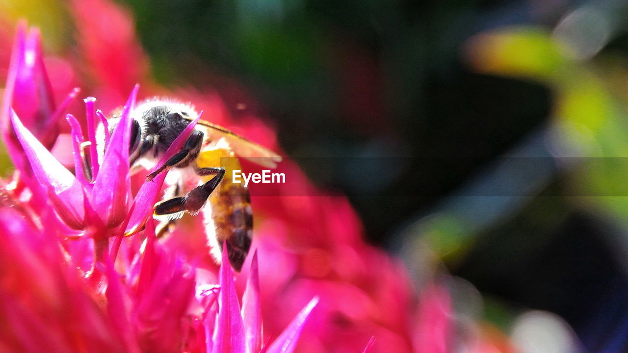 Close-up of wasp on pink flower