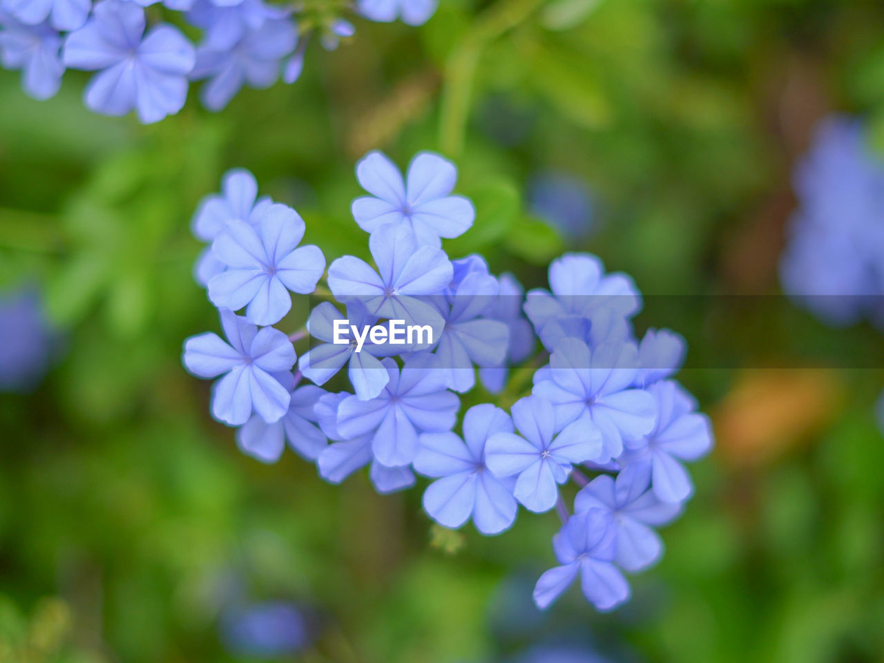 Close-up of purple flowers blooming