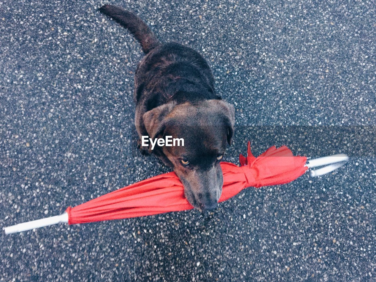 High angle view of dog carrying red umbrella in mouth on street