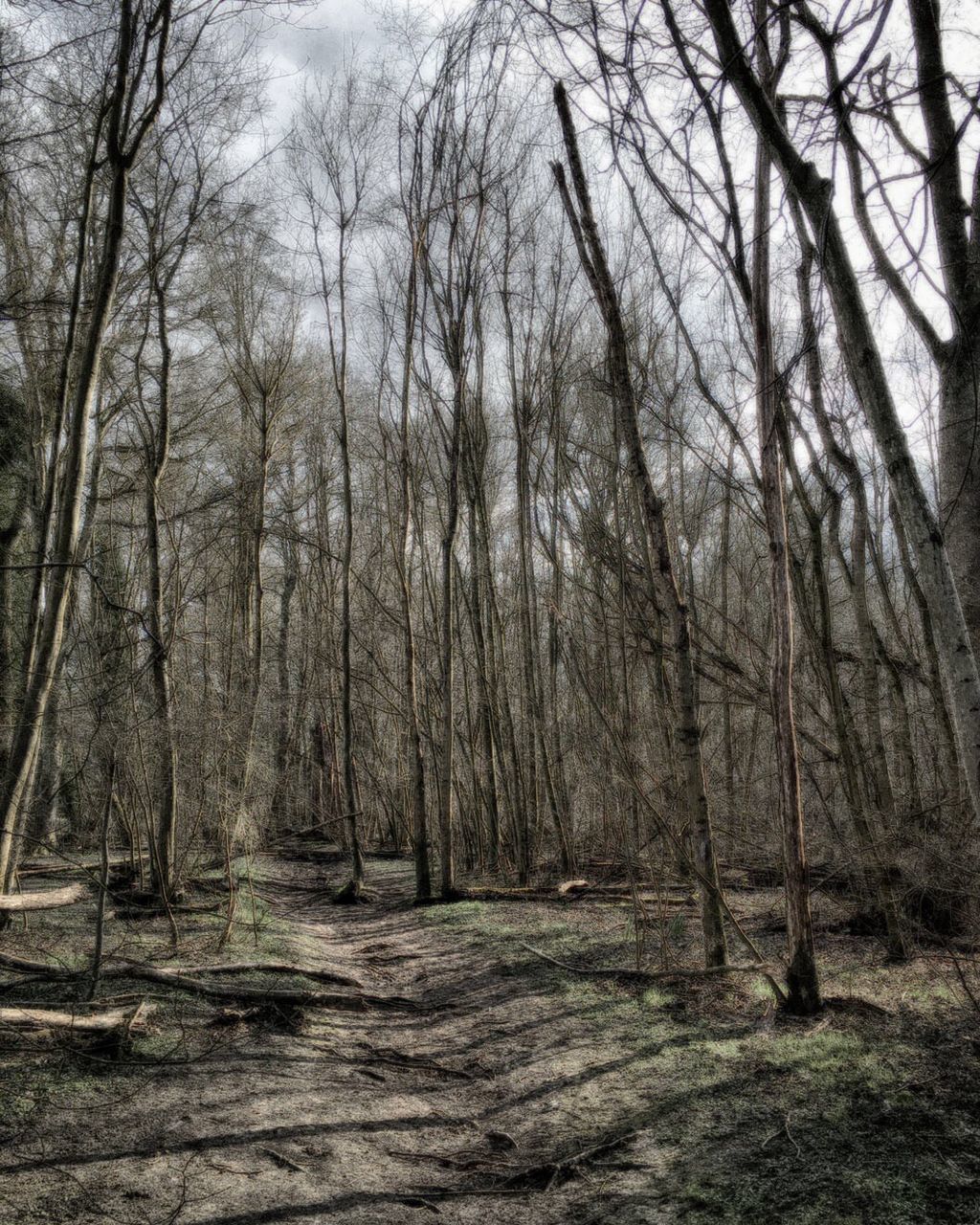 Bare trees on field