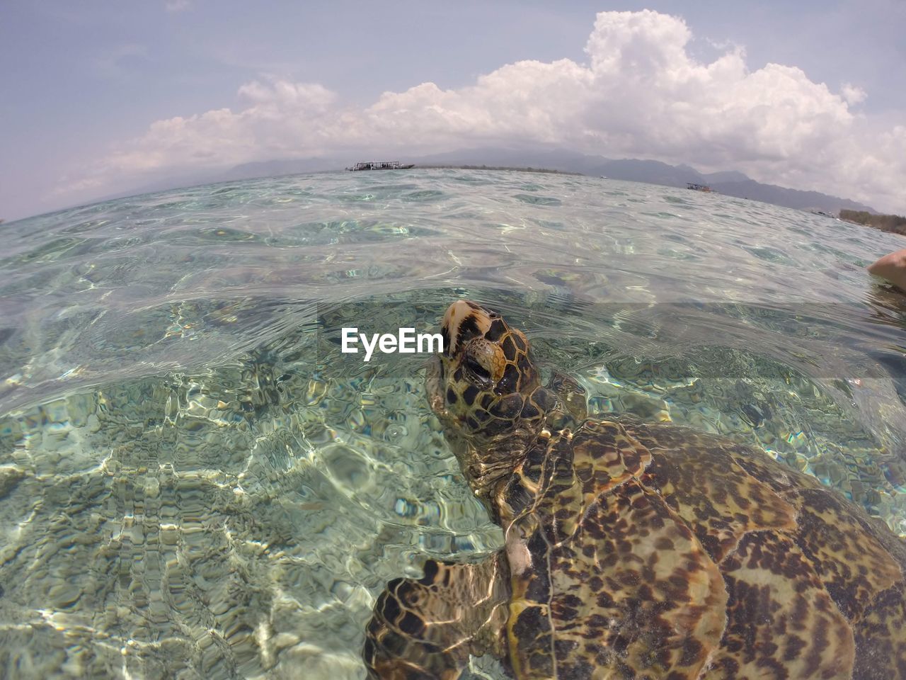 View of turtle swimming in sea