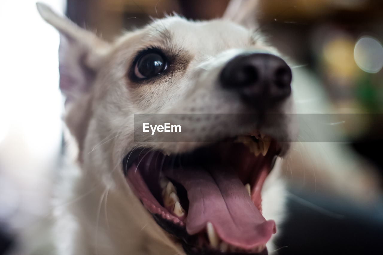 CLOSE-UP OF DOG STICKING OUT TONGUE IN BACKGROUND