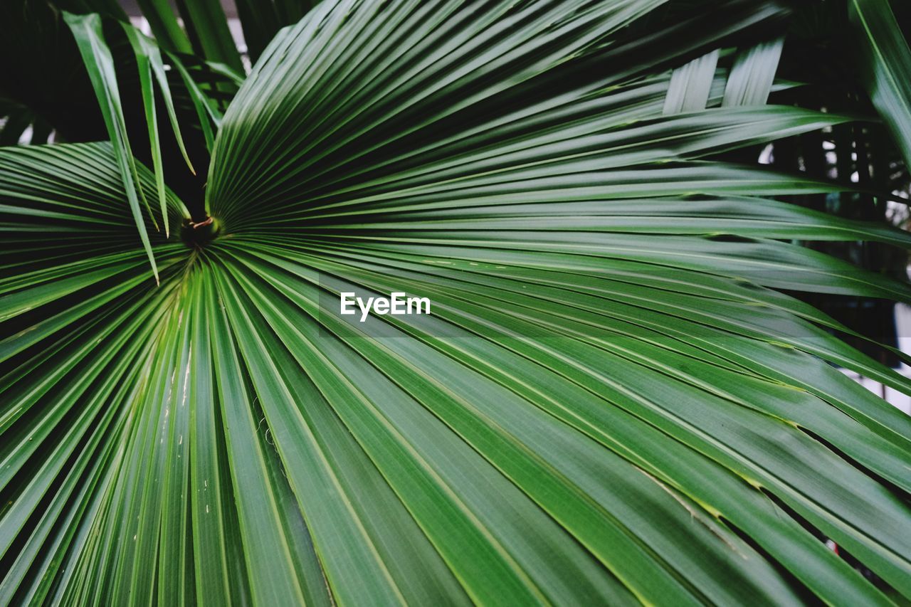 Close-up of palm tree leaf