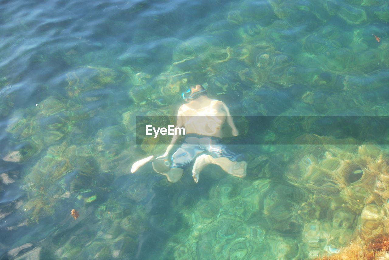 High angle view of jellyfish swimming in sea