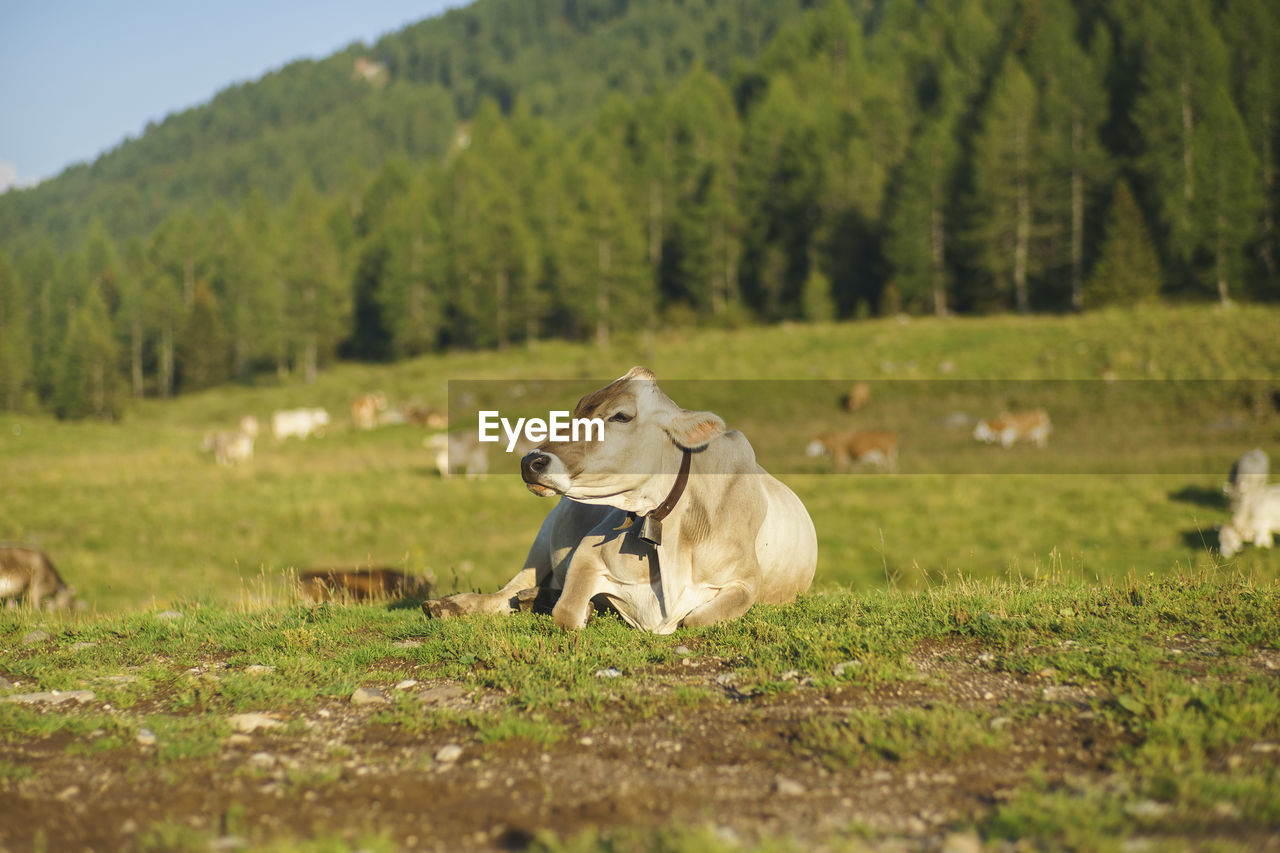 Cow resting on field