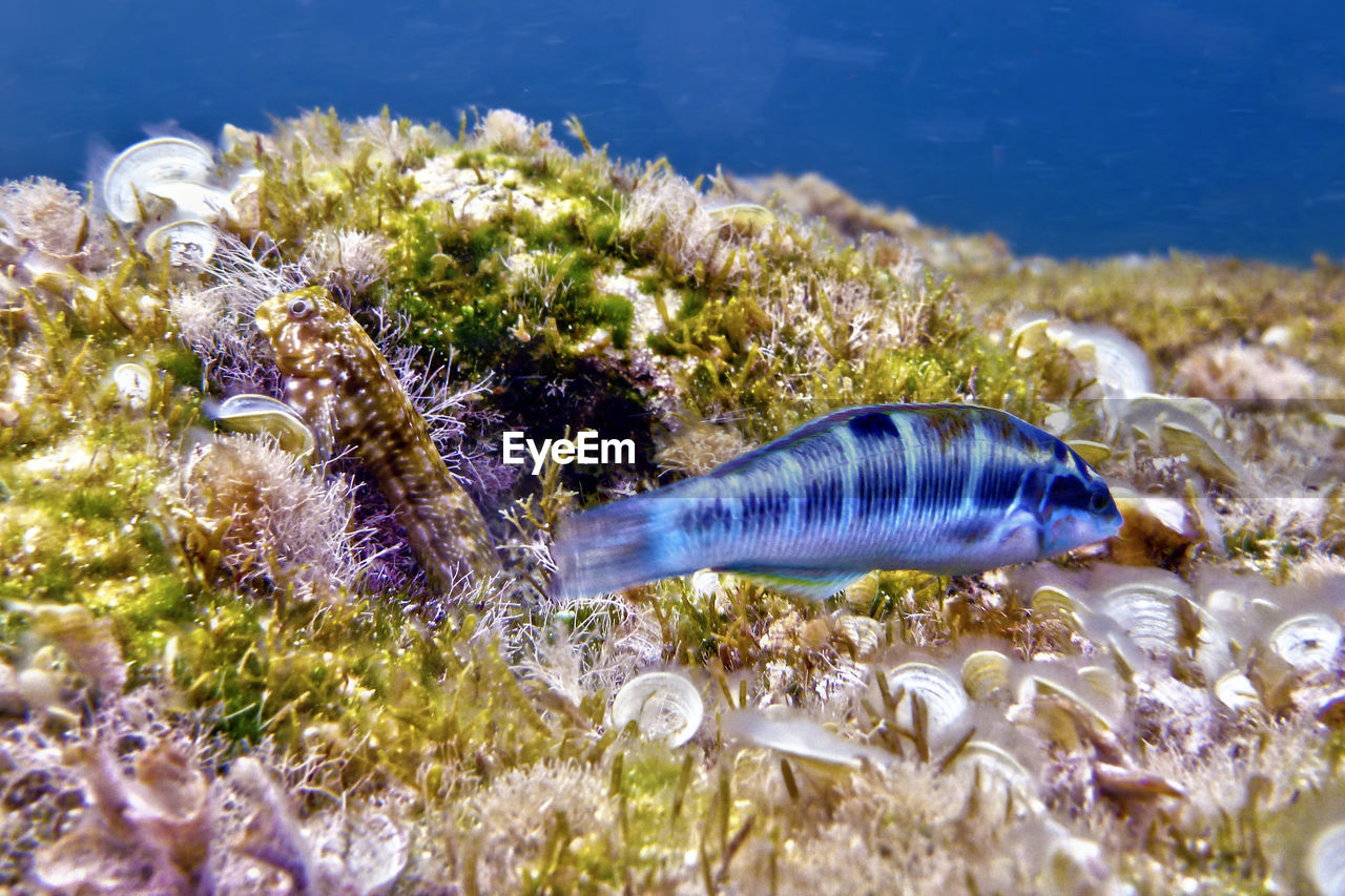 CLOSE-UP OF FISHES IN SEA