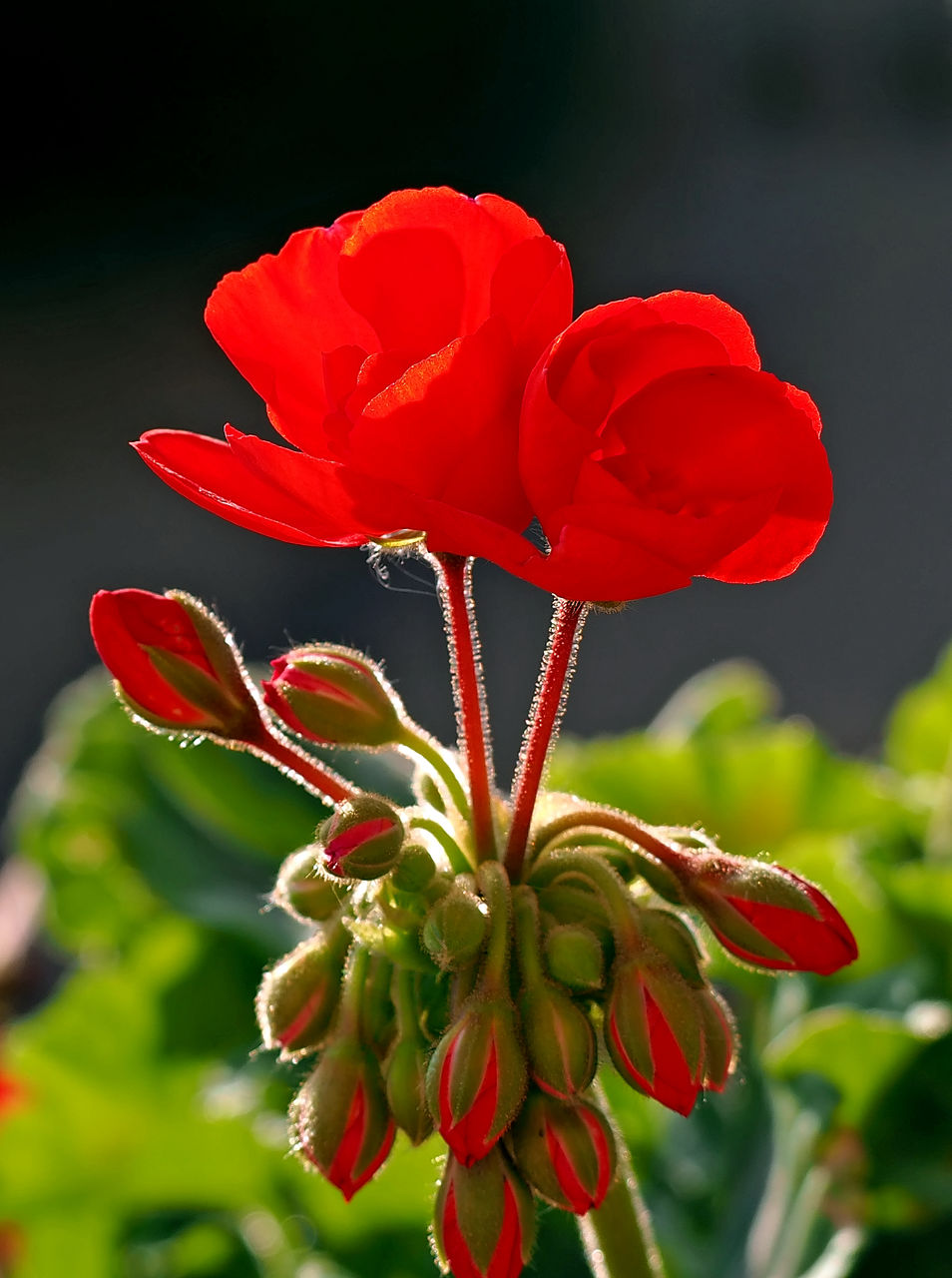 Close-up of red rose