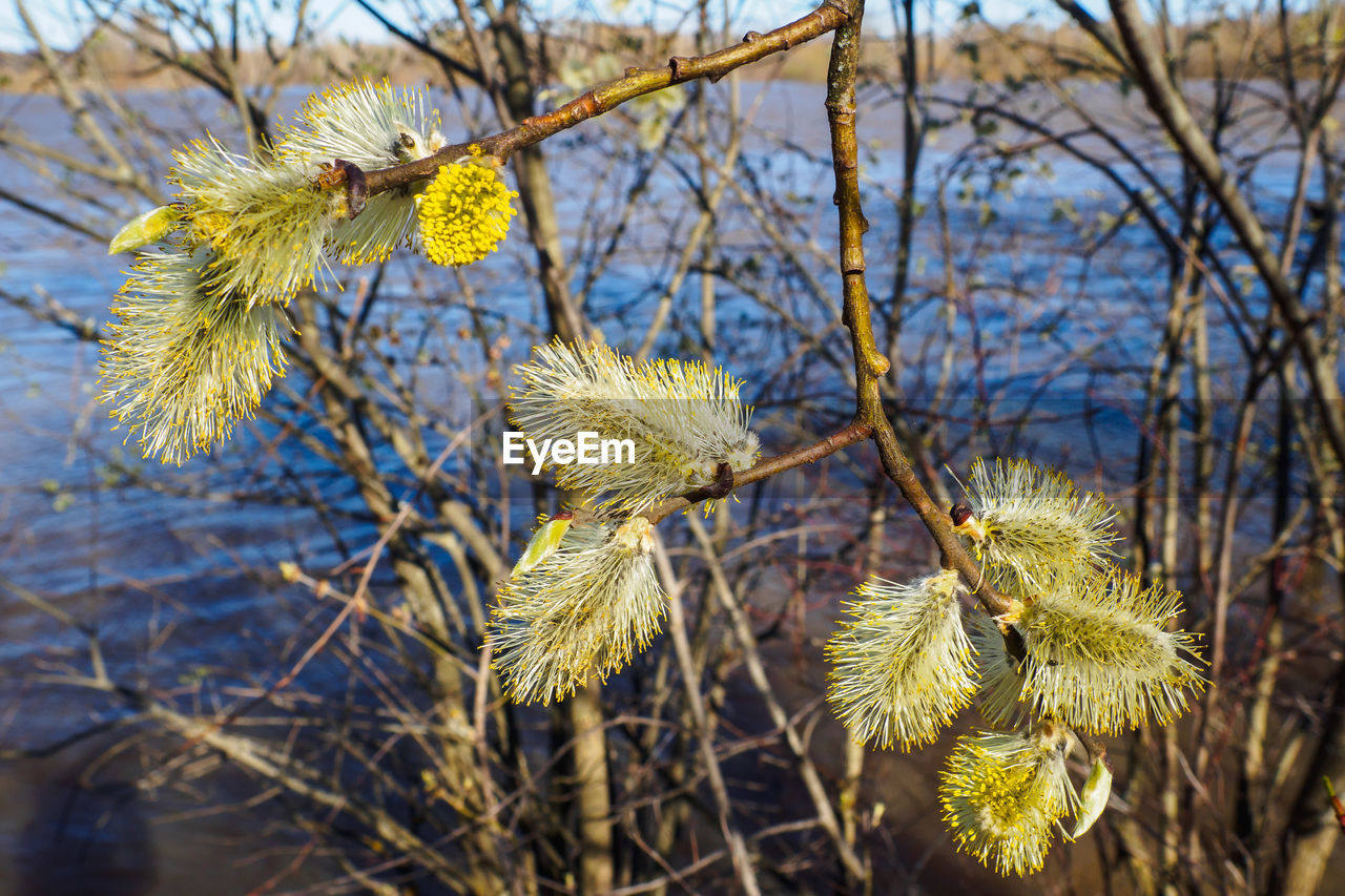 Male catkins of salix caprea, known as goat willow, on branch in sunny spring day. selective focus