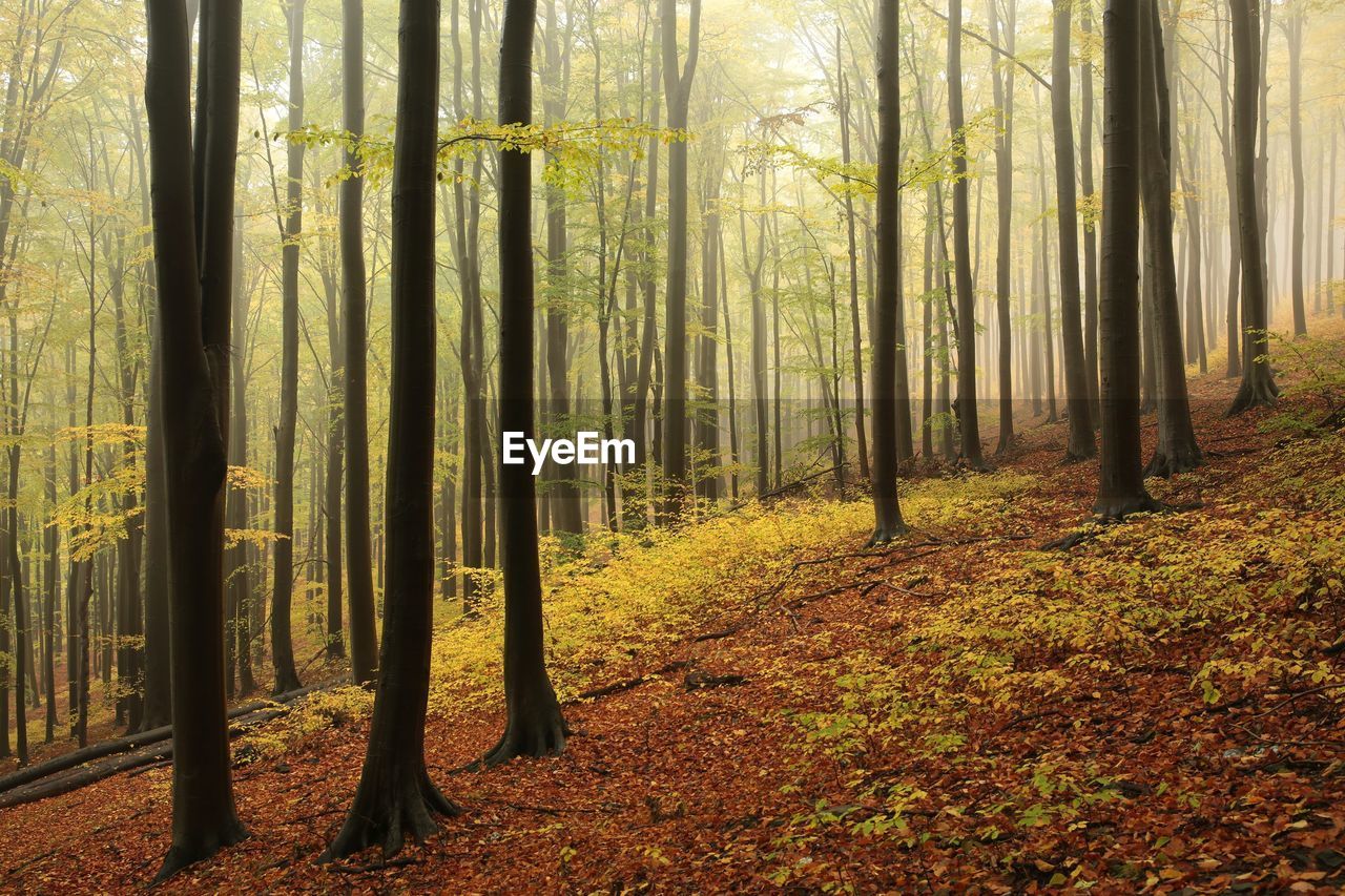 TREES GROWING IN FOREST