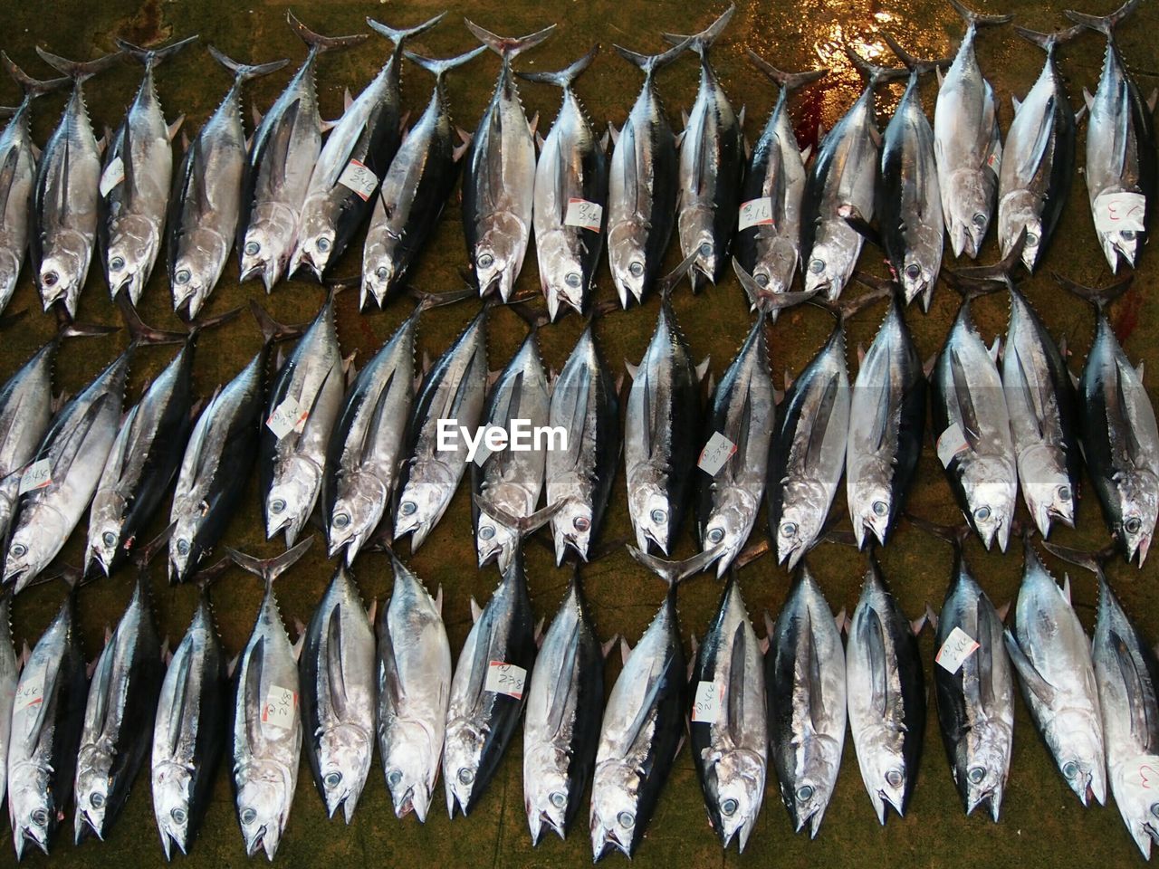 High angle view of dead fishes for sale in market