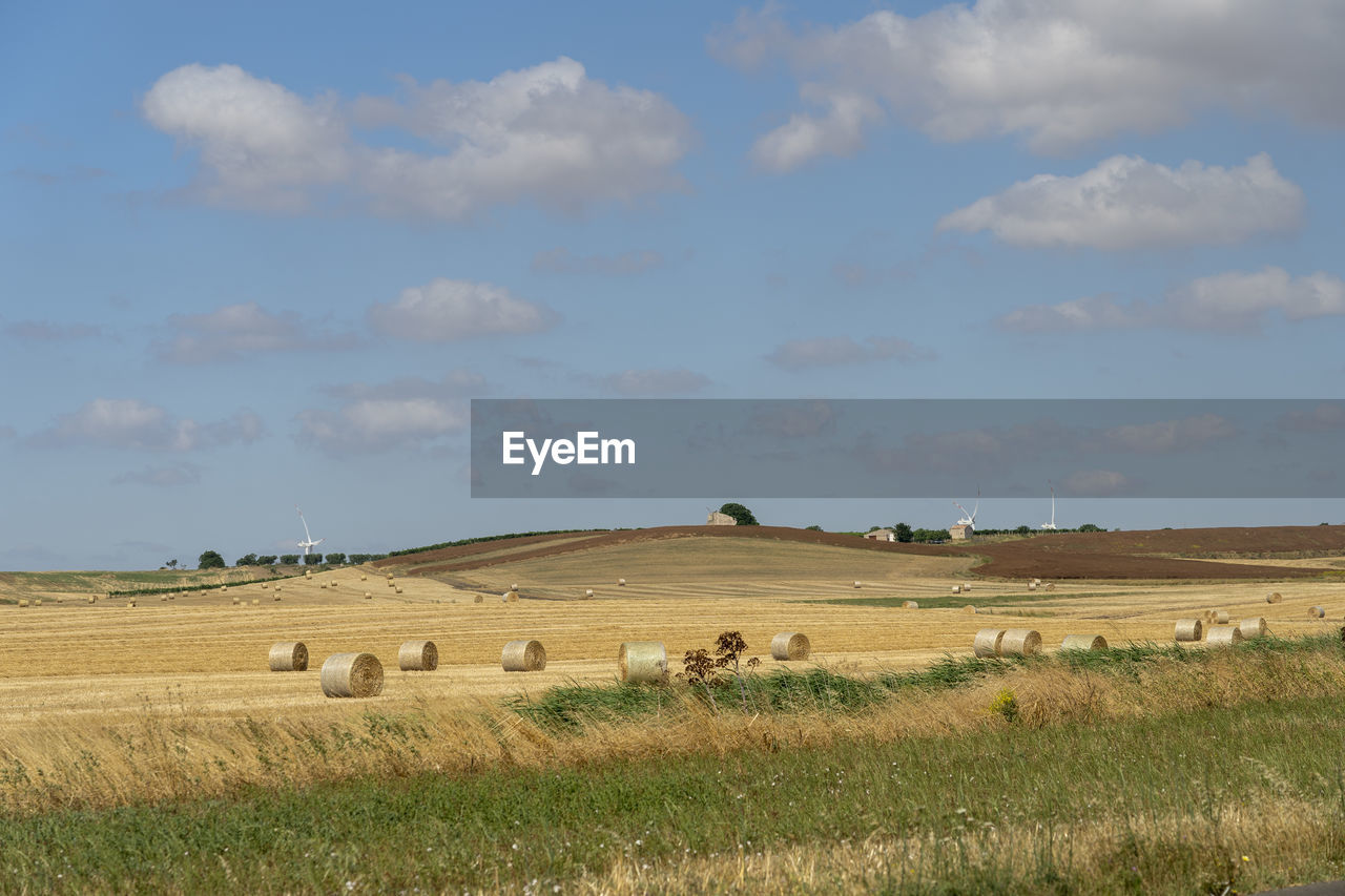 HAY BALES ON FIELD