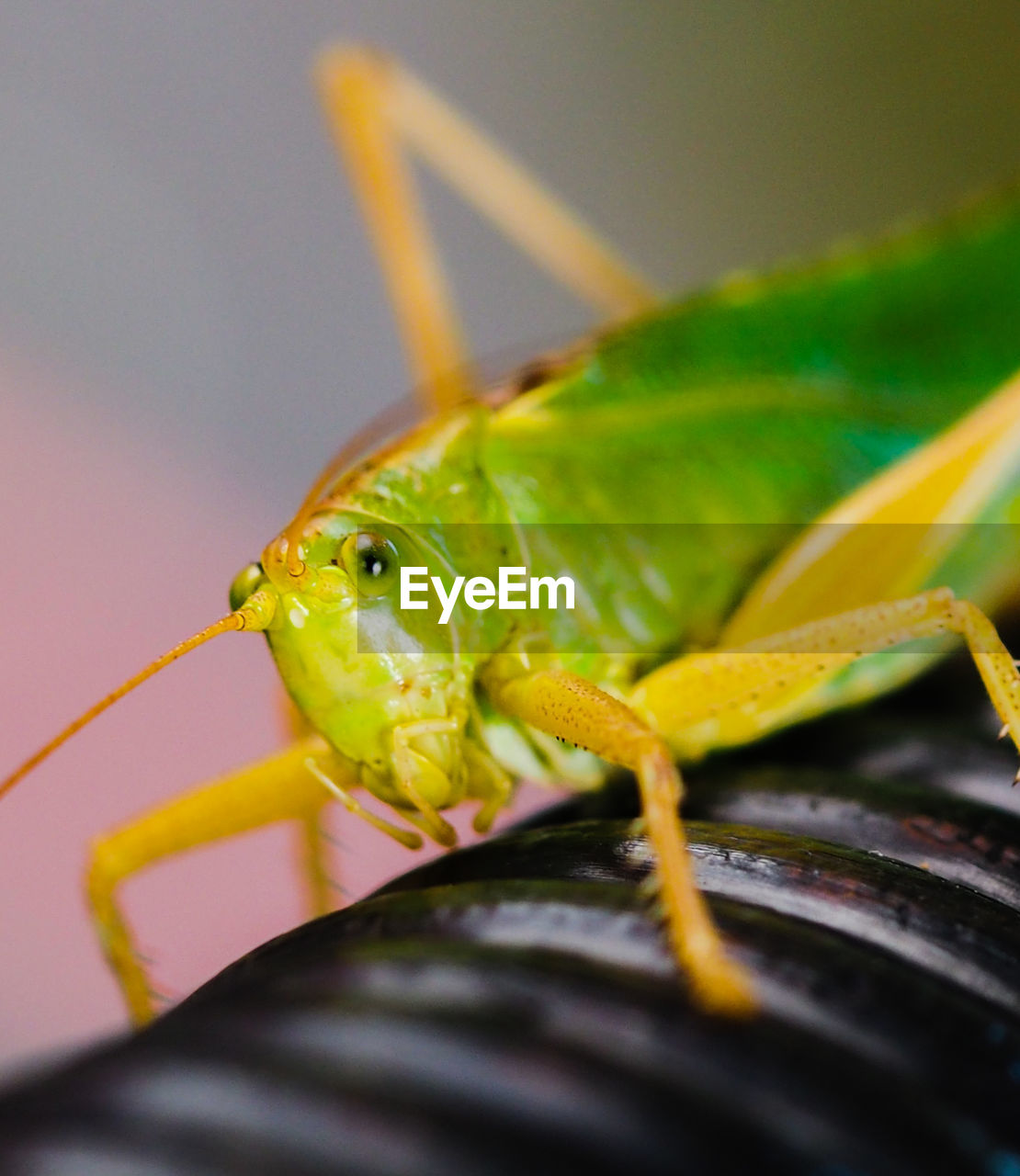 CLOSE-UP OF GRASSHOPPER