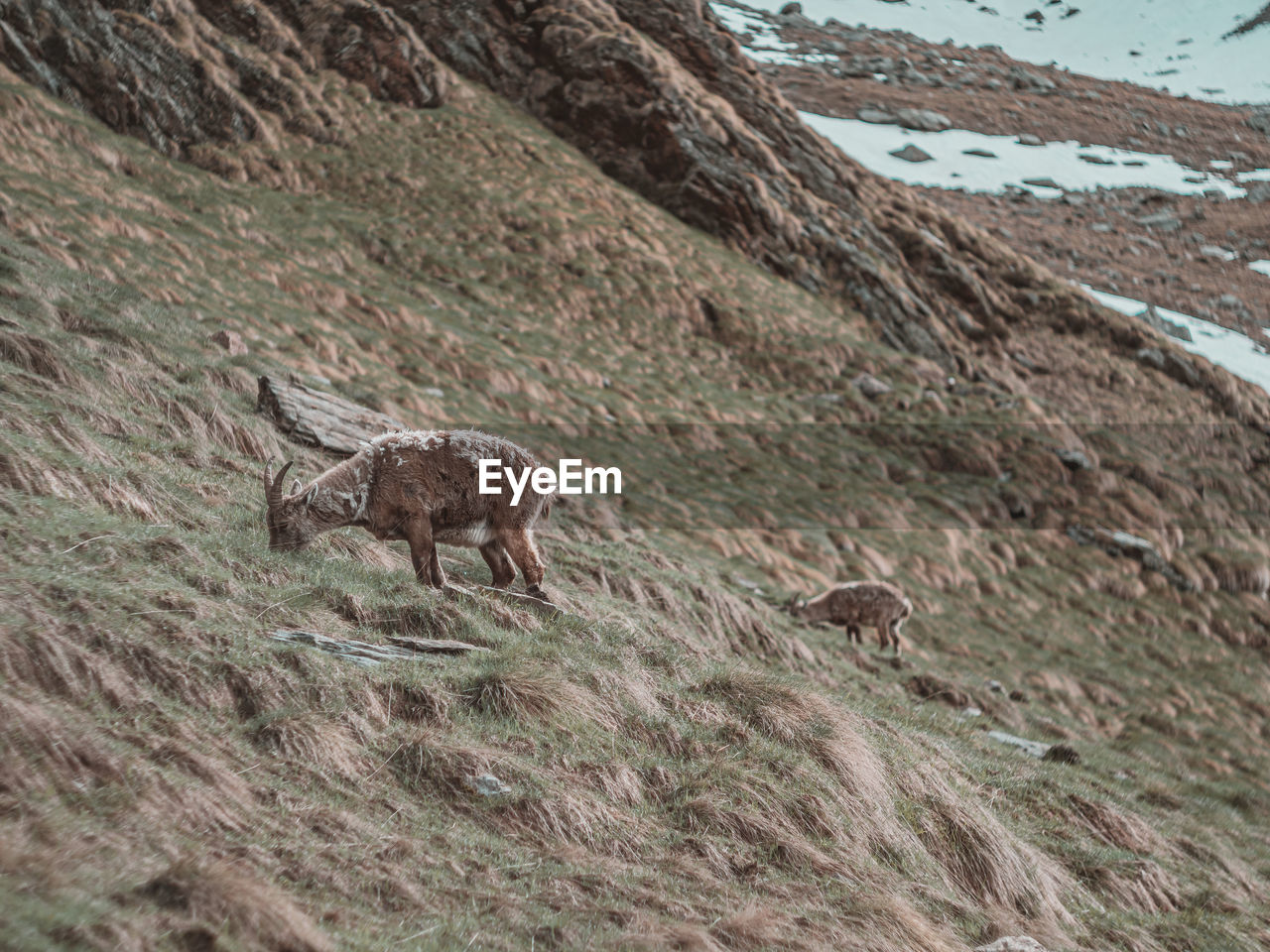 Ibex in a field