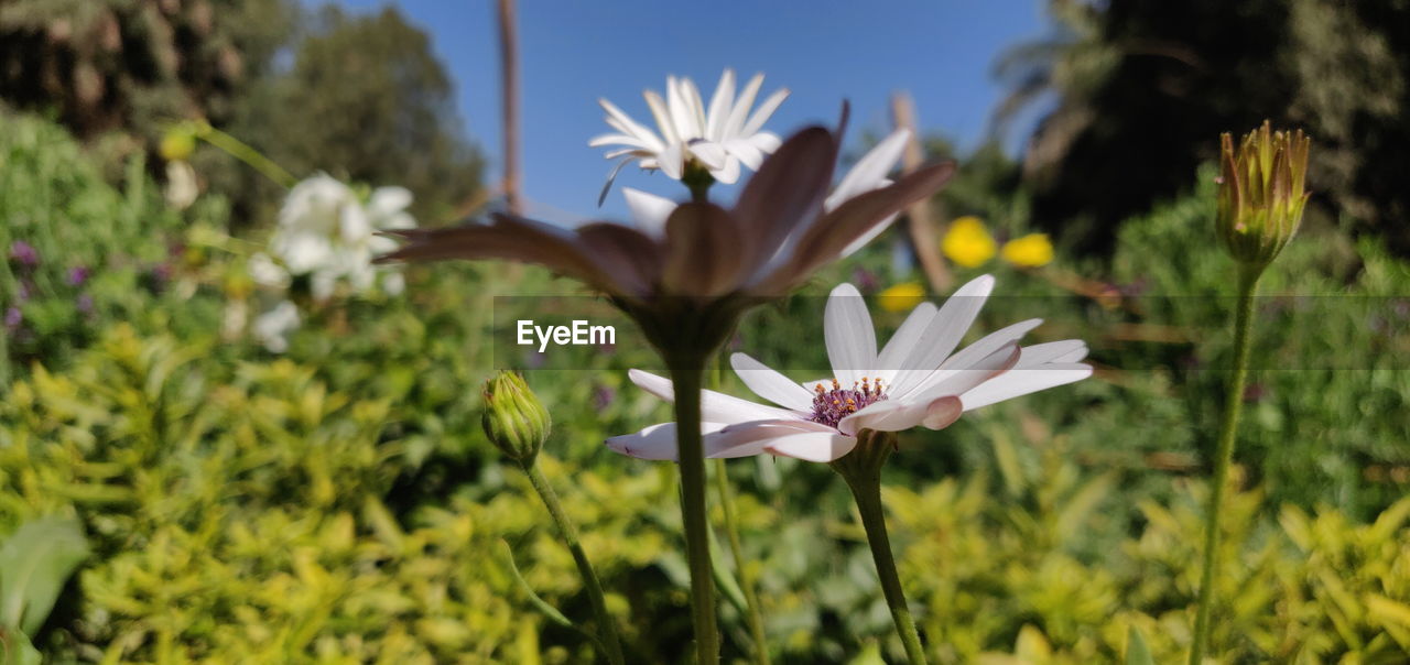 Close-up of white flowering plants on field