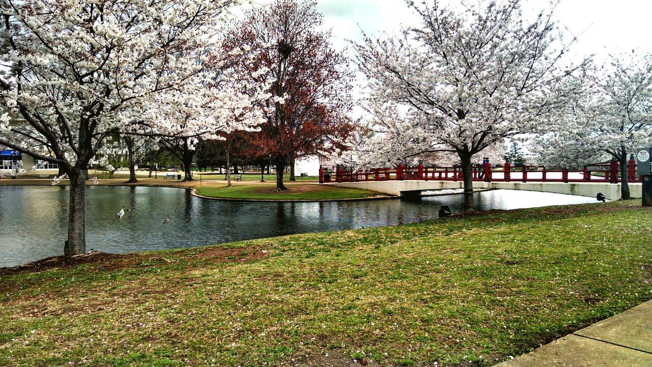 Apple blossoms in park