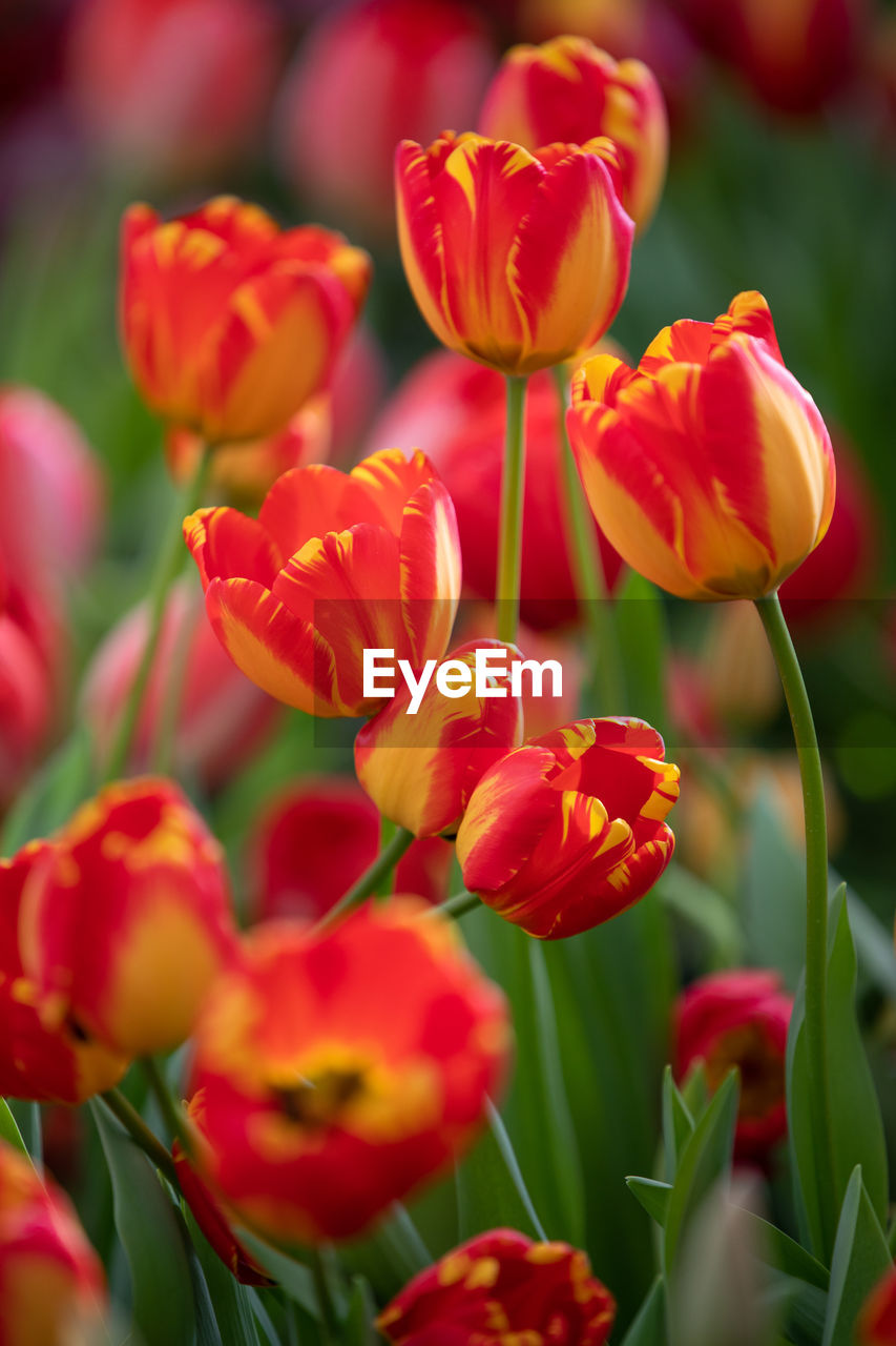 CLOSE-UP OF RED TULIP FLOWERS