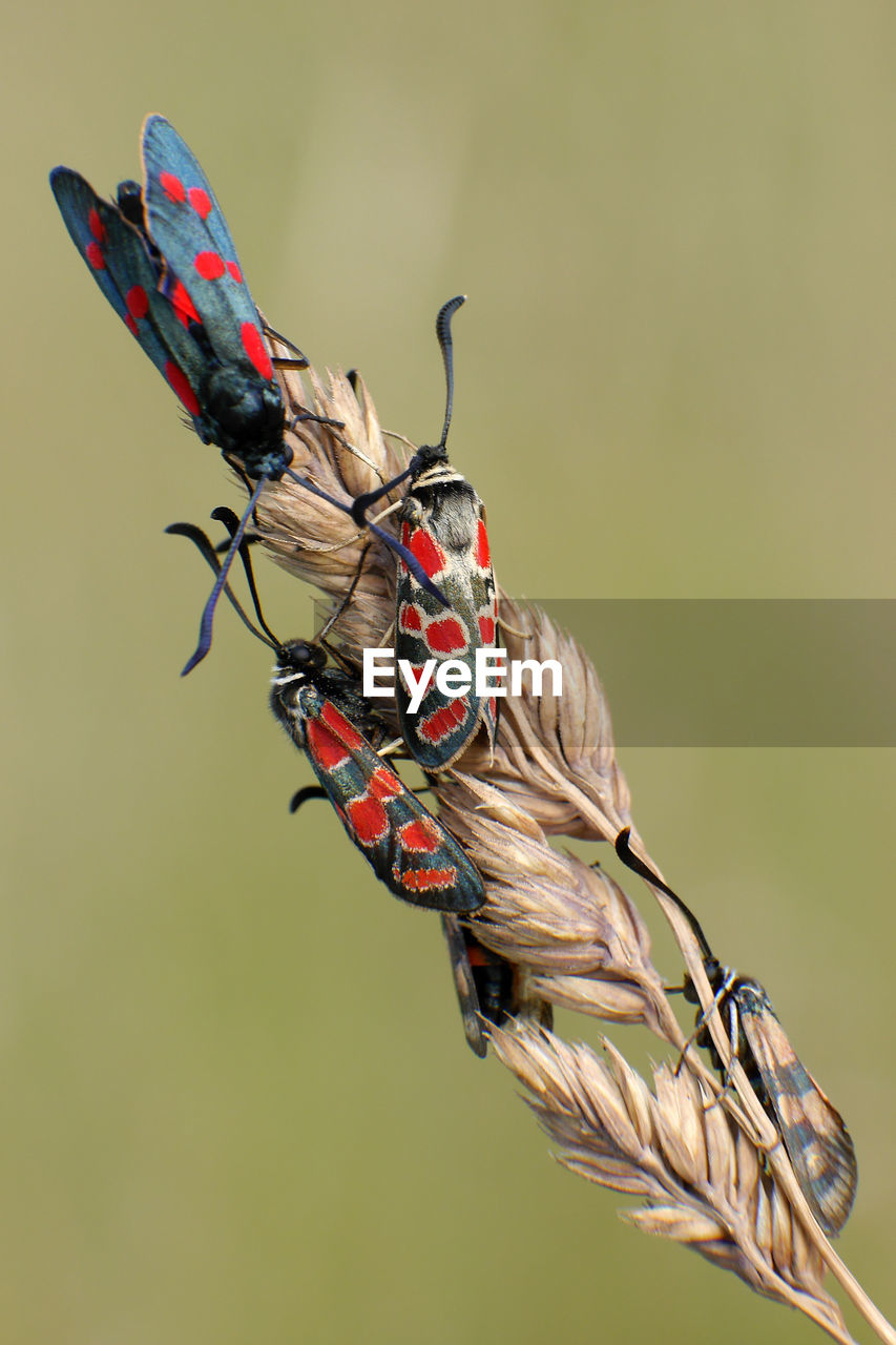 Close-up of insects on plant