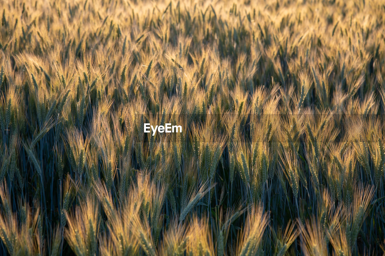 FULL FRAME SHOT OF WHEAT FIELD