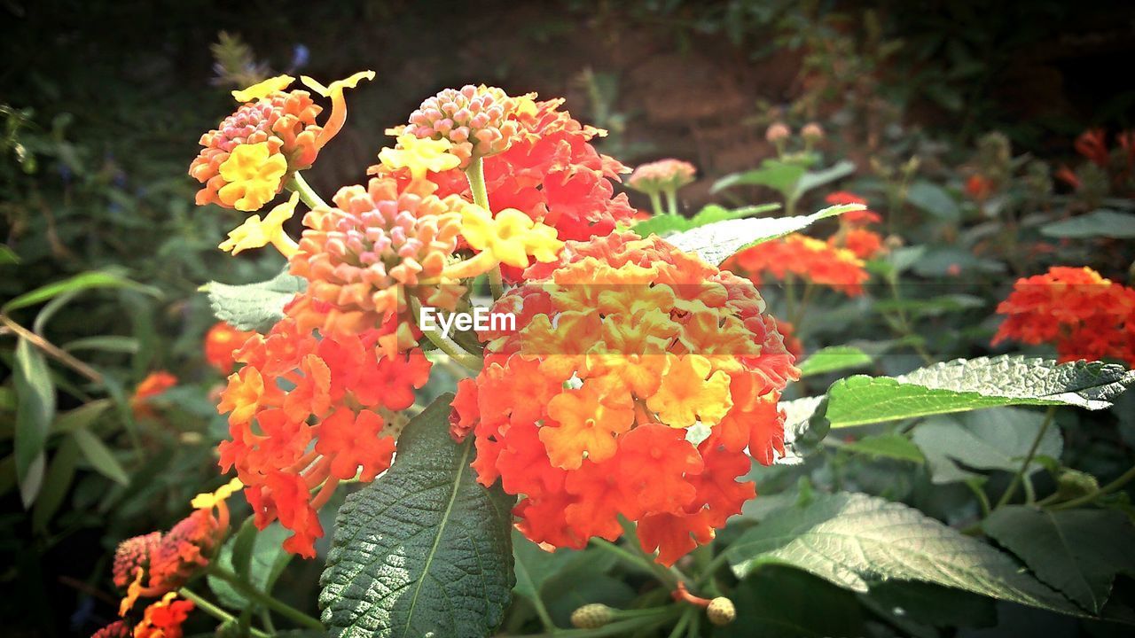 CLOSE-UP OF ORANGE FLOWERS