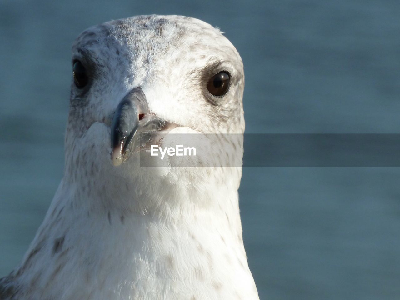 CLOSE-UP PORTRAIT OF SEAGULL OUTDOORS