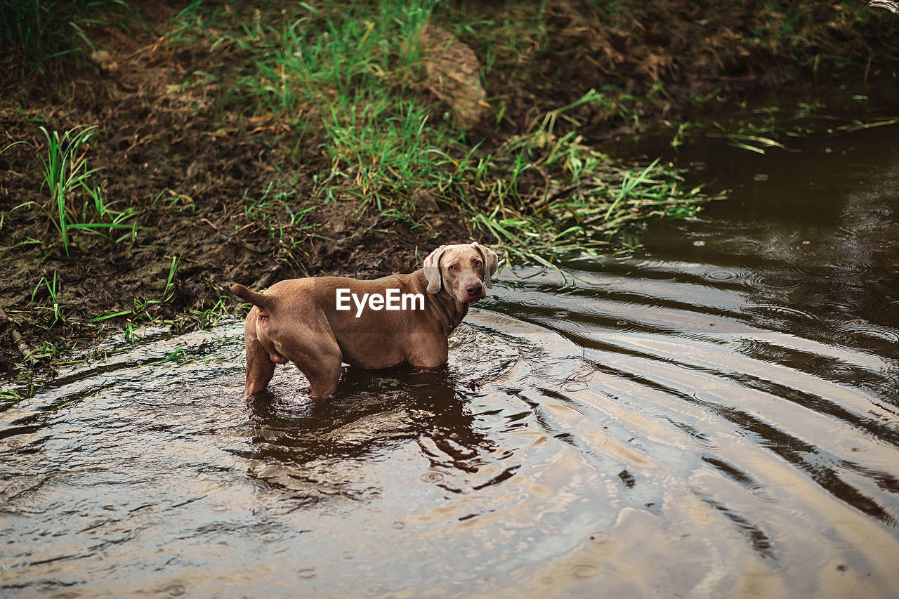 DOG LOOKING AWAY