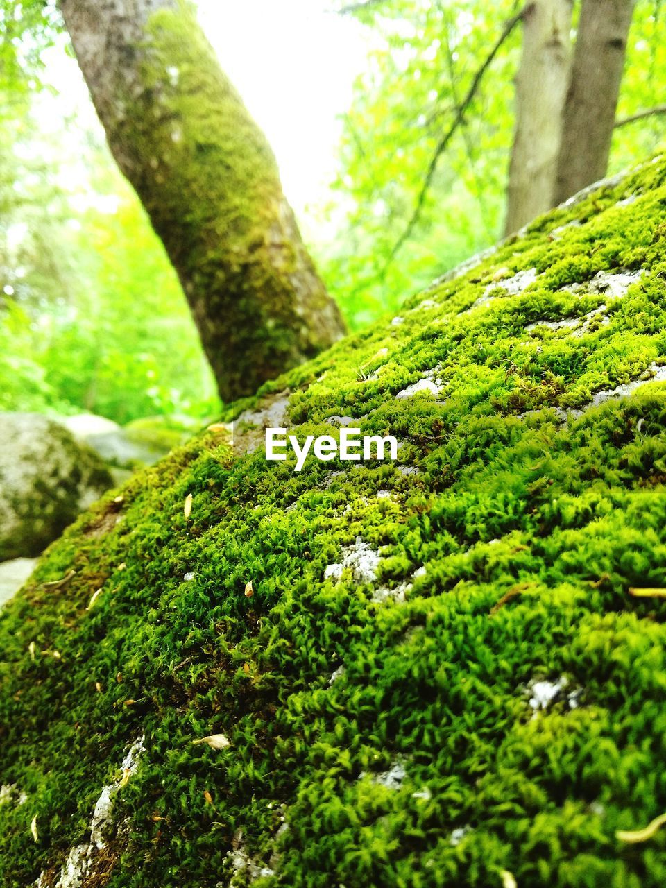 Close-up of moss on tree trunk