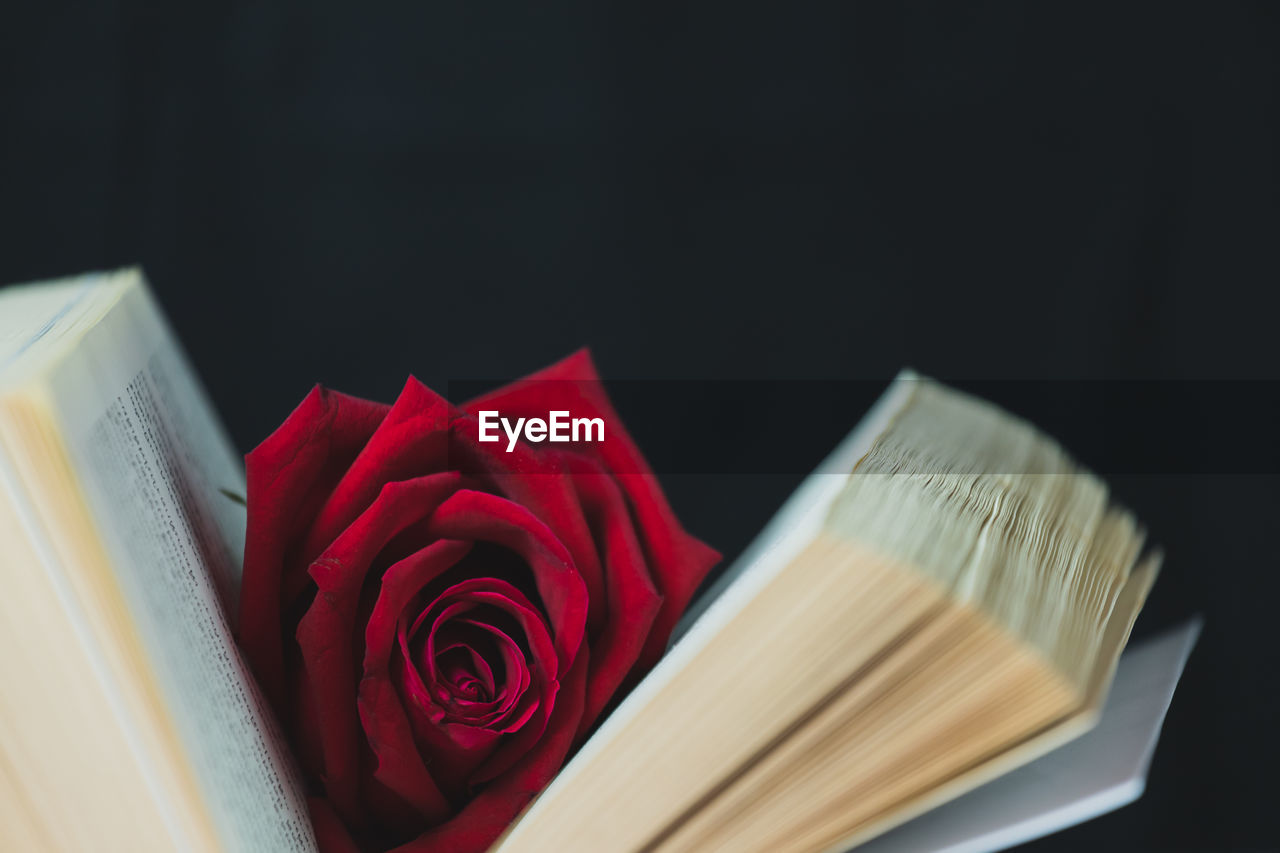 Red rose placed in a white book on a black background, concept, valentine's day theme