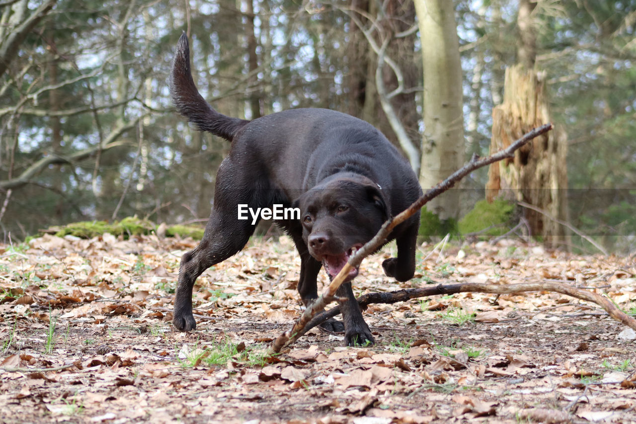 Dog playing in forest