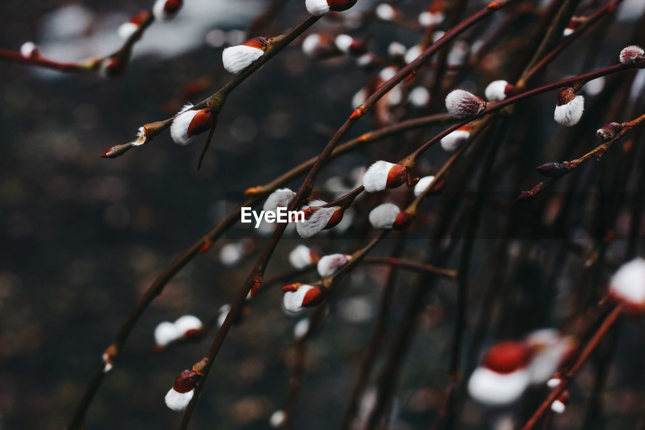 Close-up of cherry blossom on tree