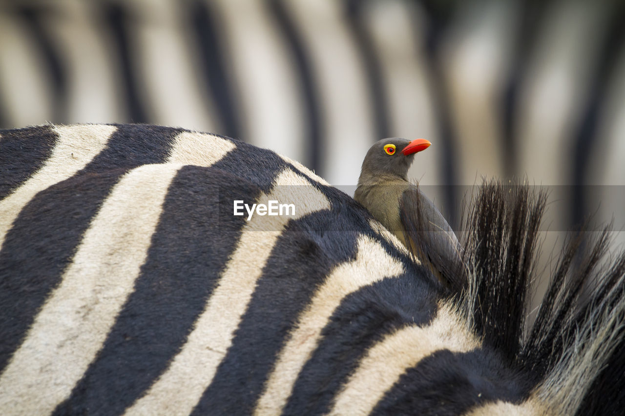 Bird perching on zebra