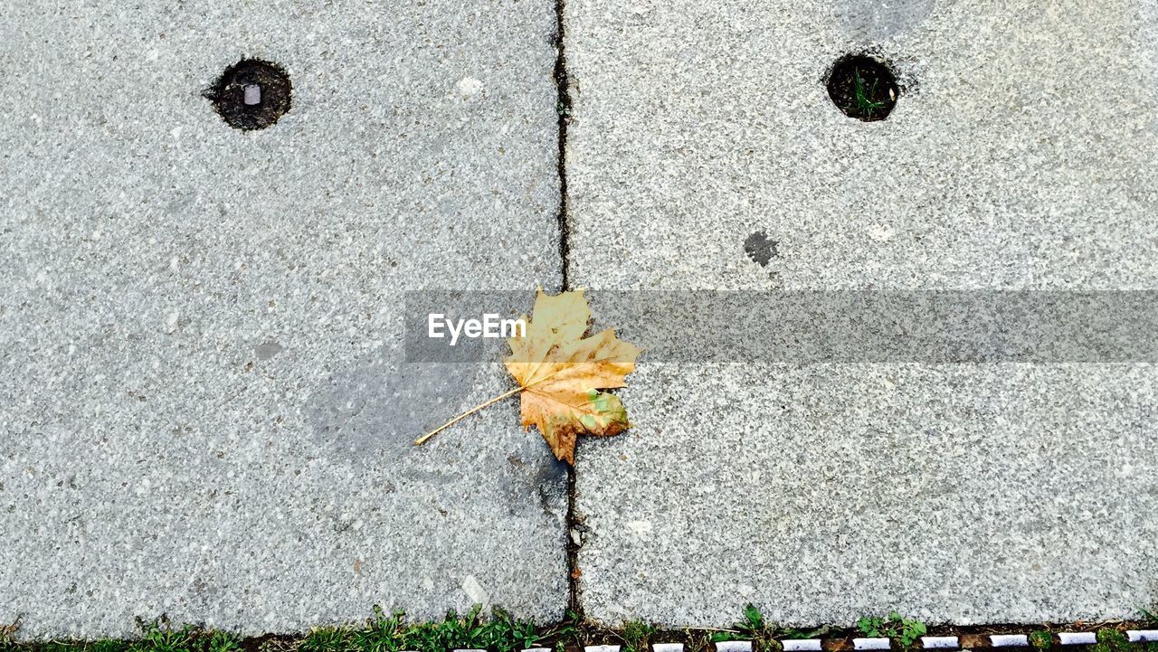 High angle view of maple leaf fallen on footpath