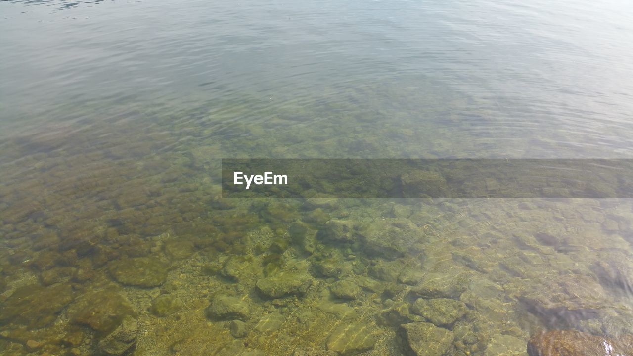 VIEW OF TREES IN WATER