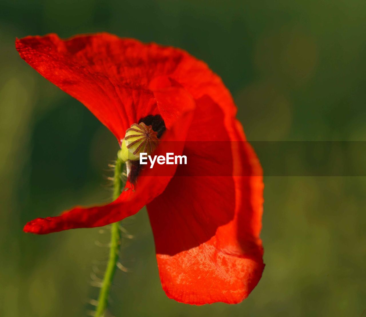 CLOSE-UP OF RED POPPY FLOWER ON LEAF