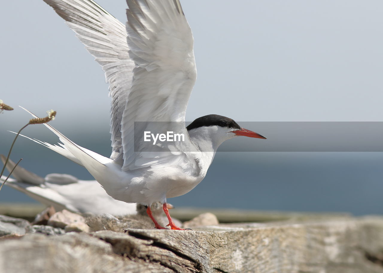 CLOSE-UP OF SEAGULL FLYING ABOVE ROCK