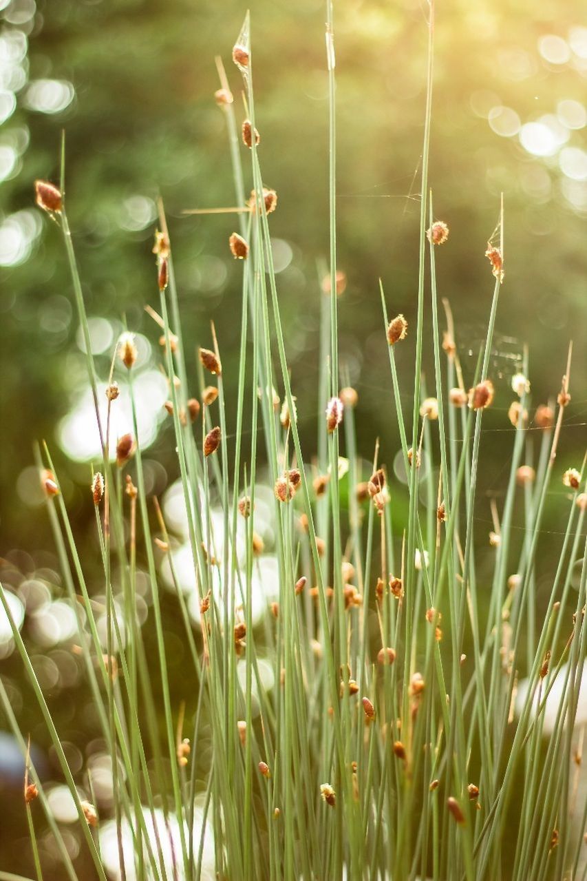 Close-up of flowers growing in field