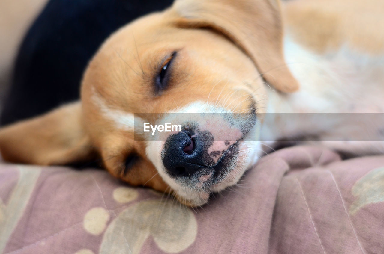 Close-up of dog lying down