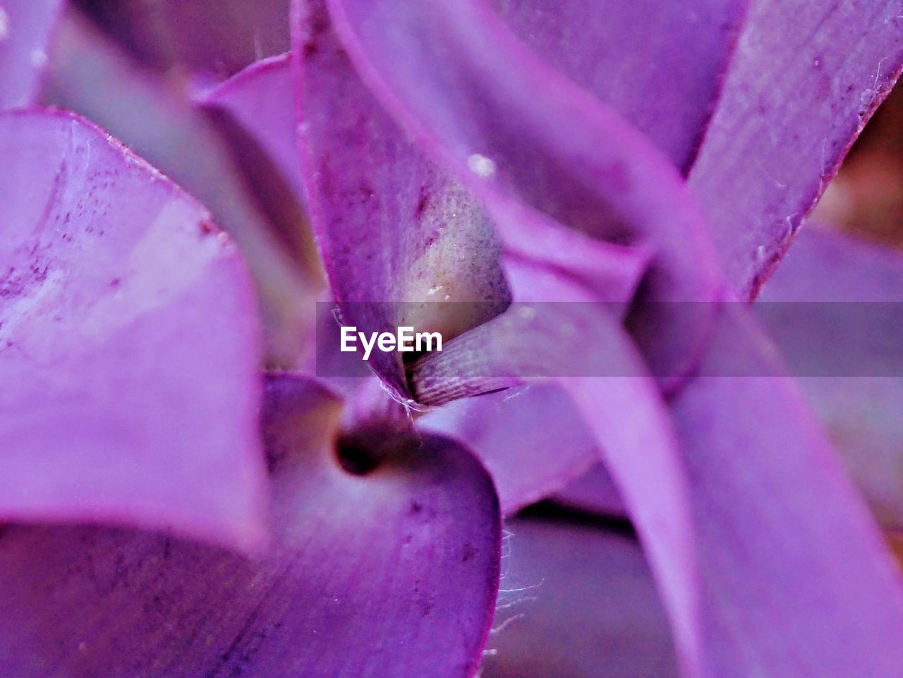 CLOSE-UP OF PINK FLOWER ON PURPLE FLOWERING PLANT