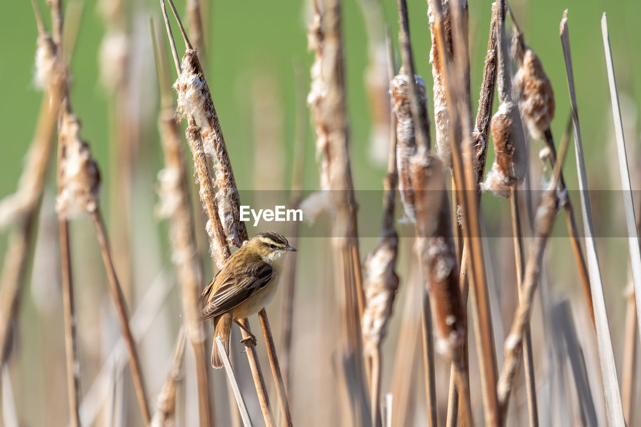 CLOSE-UP OF A BIRD