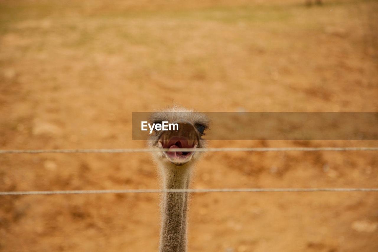 Portrait of ostrich by fence