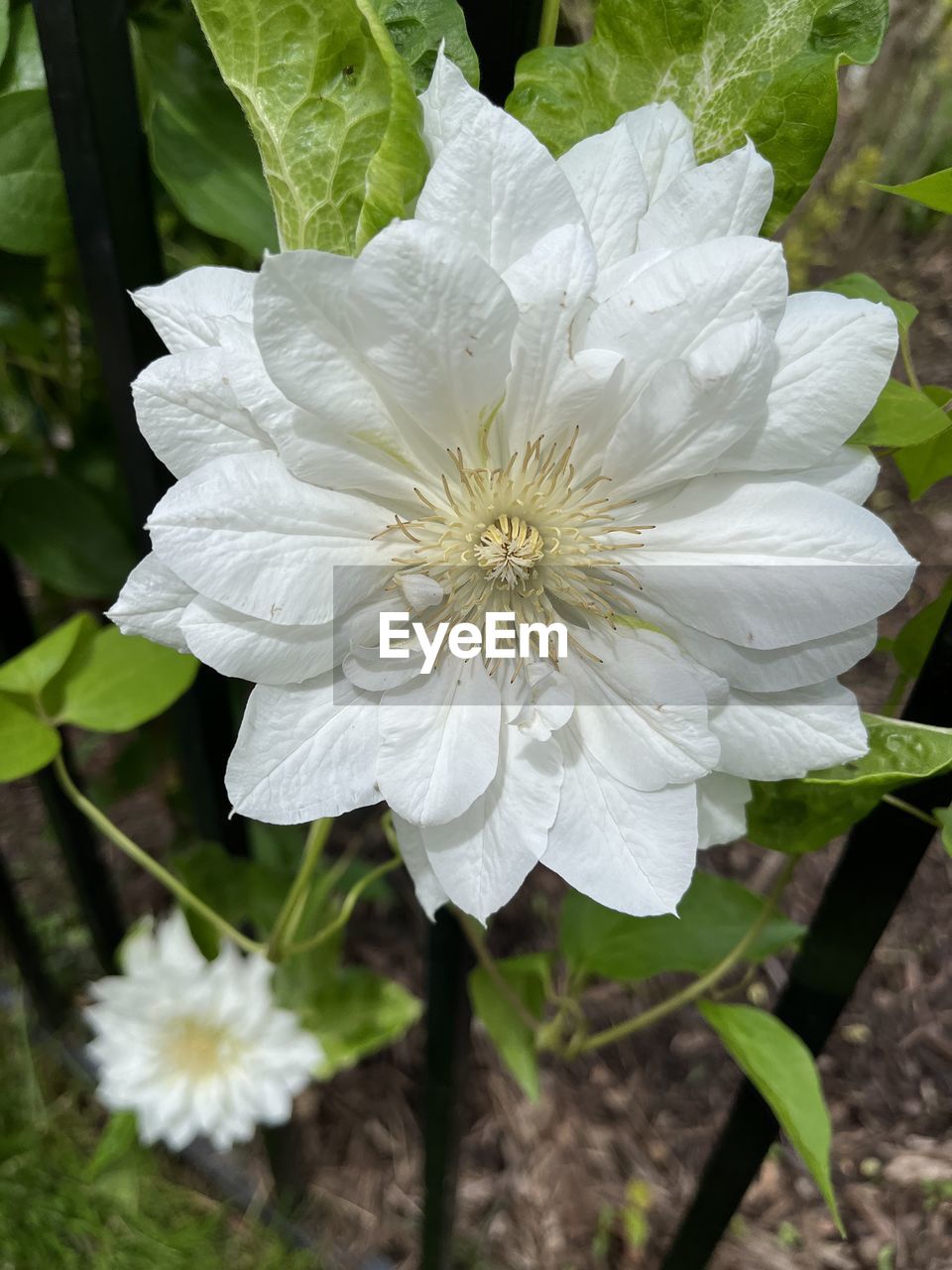 flower, flowering plant, plant, freshness, beauty in nature, white, petal, close-up, flower head, fragility, growth, inflorescence, nature, leaf, plant part, no people, pollen, botany, focus on foreground, outdoors, springtime, blossom, day