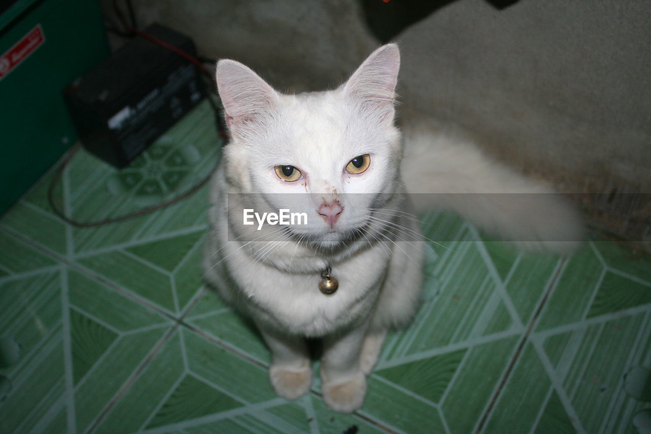 HIGH ANGLE VIEW PORTRAIT OF CAT BY WHITE