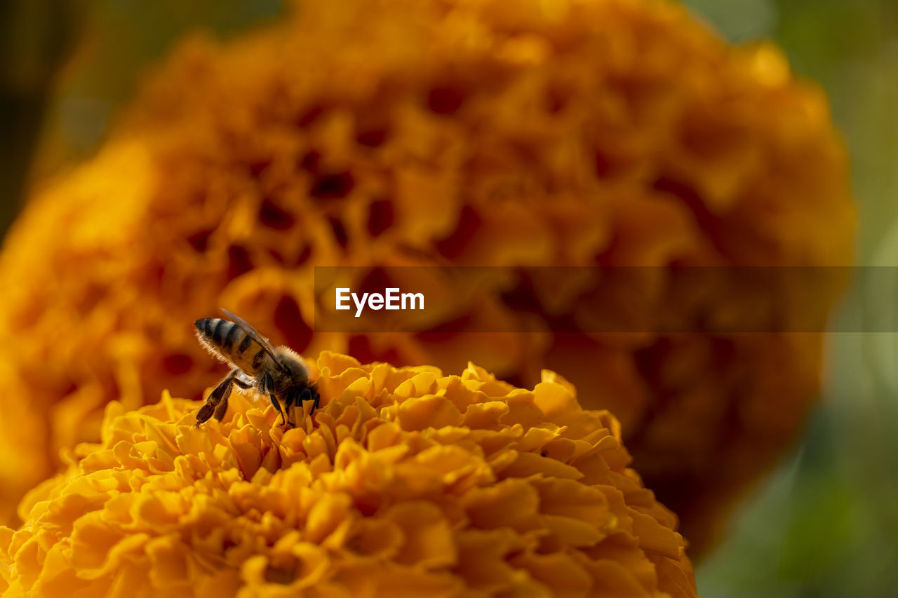 close-up of bee pollinating on yellow flower