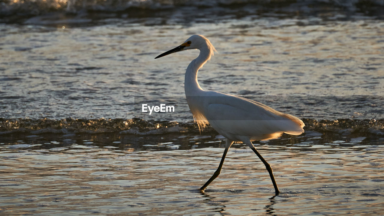 Side view of bird on beach