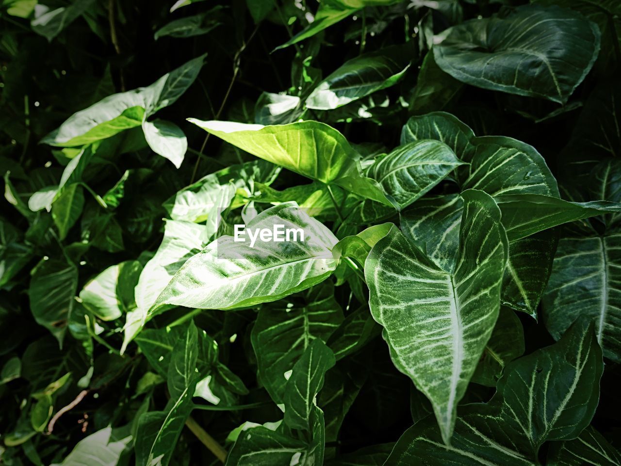 HIGH ANGLE VIEW OF GREEN LEAVES