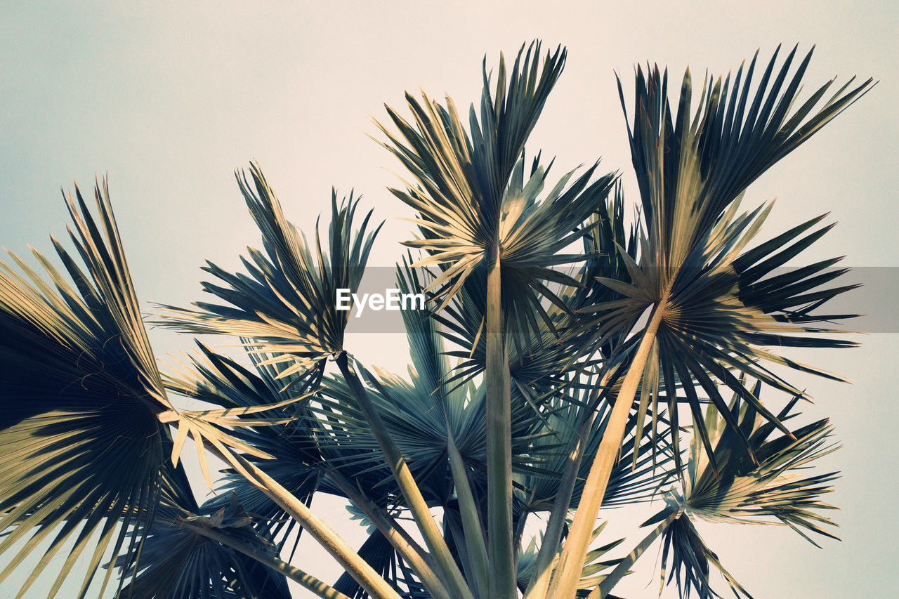 low angle view of palm tree