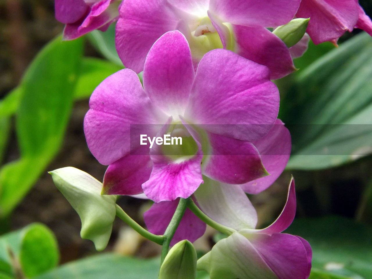 CLOSE-UP OF PINK FLOWERS BLOOMING