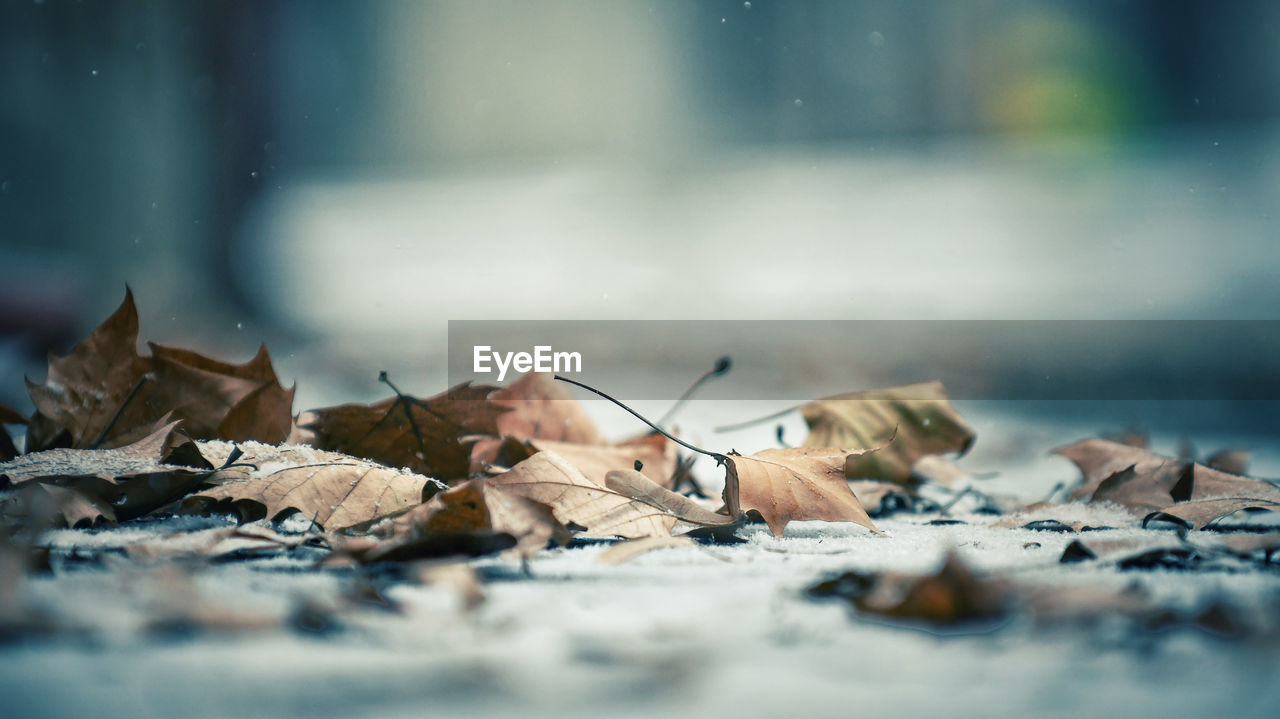 Close-up of dry leaves on snow covered land