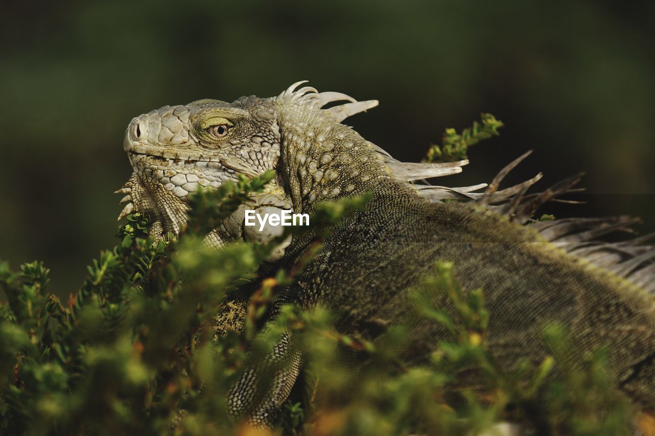 Iguana on small bonaire