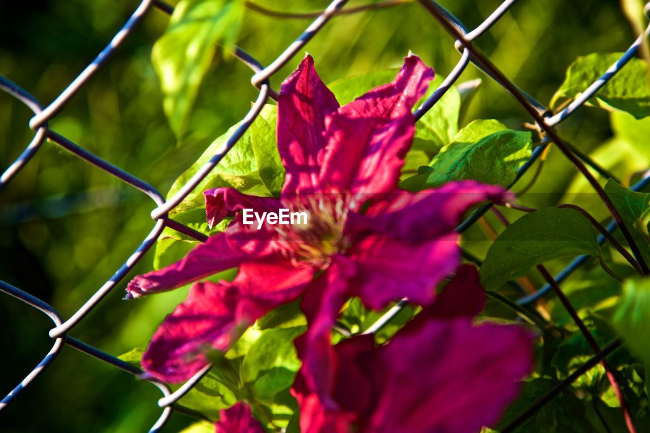 CLOSE-UP OF RED FLOWERS ON PLANT